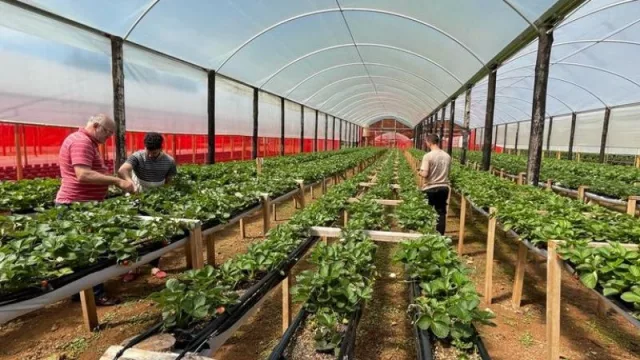 Un emprendimiento familiar misionero logró producir frutillas en semi-hidroponía (cosecha 36 toneladas de frutas por año)