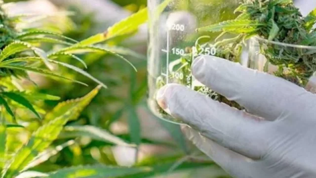Cultivaron las primeras 200 plantas de cannabis en Santa Fe