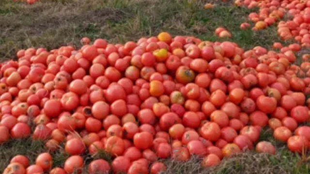 Por falta de demanda, productores correntinos tiran toneladas de tomates 