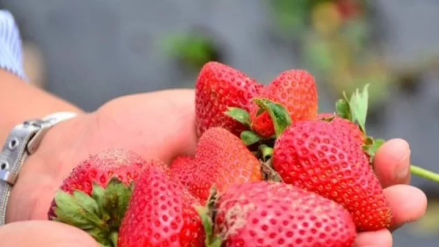 La frutilla chaqueña se prepara para abastecer a Danone
