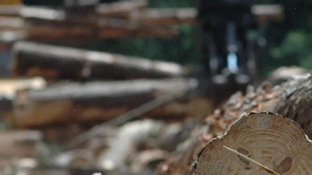 La foresto-industria y los impactos del cambio climático