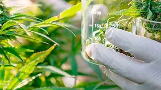 Un nuevo paso del Chaco para la investigación y producción de cannabis medicinal y cáñamo industrial
