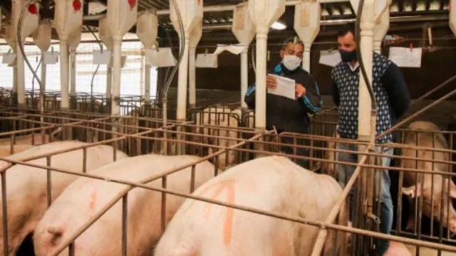 Granja porcina chaqueña accedió al Fondo de Desarrollo Industrial para la construcción de un frigorífico propio