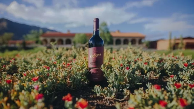Colomé, la bodega más antigua de Argentina (y una de las más altas del mundo)