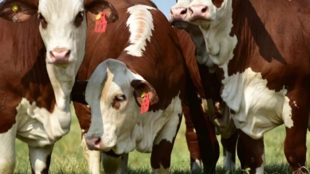 El universo Braford en el 8º Congreso Mundial Argentina 2022