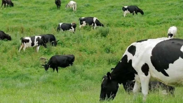 La ONU destaca un caso exitoso de la ganadería sostenible en la provincia de Corrientes