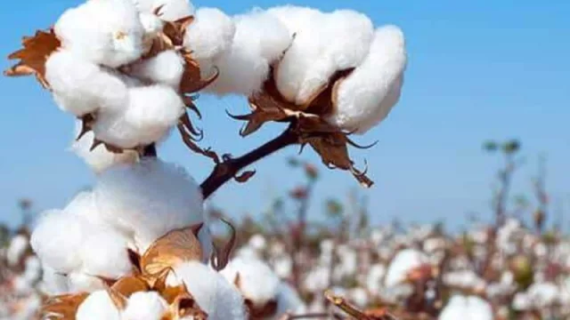 El Comité Consultivo Internacional del Algodón finaliza sus actividades en el Chaco con una disertación sobre mercados mundiales del algodón