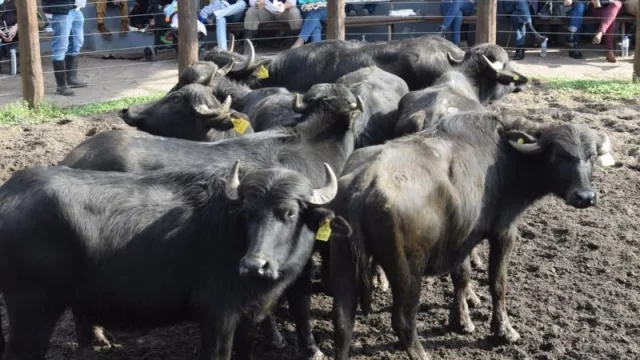 Gran expectativa por la edición 2022 de la Expo Búfalos 