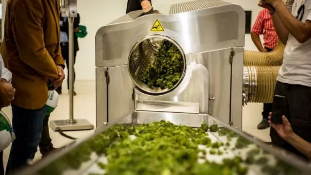 Cannava: inició la cosecha 2022 de cannabis medicinal