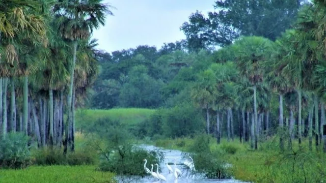 Eco-Tok: una herramienta económica para generar recursos que compensa el aporte que el ecosistema chaqueño ofrece al mundo