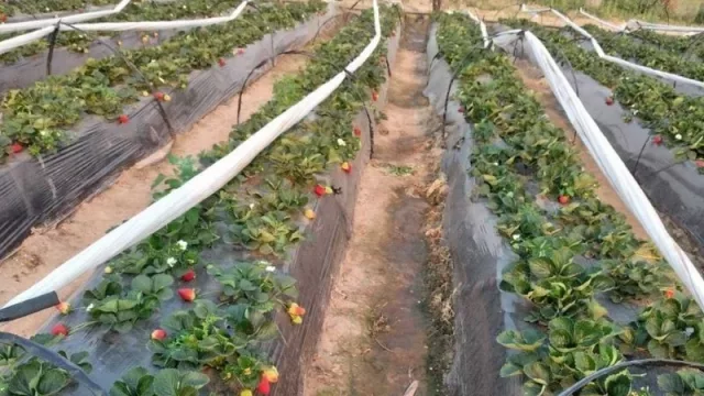 Por primera vez probarán en Chaco la plantación temprana de frutilla 