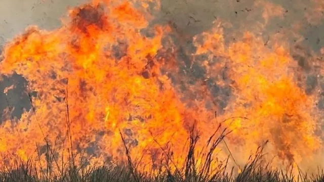 ¡Lo que el fuego se llevó! Pérdidas por millones de dólares y más de tres décadas para recuperar la forestación en Corrientes