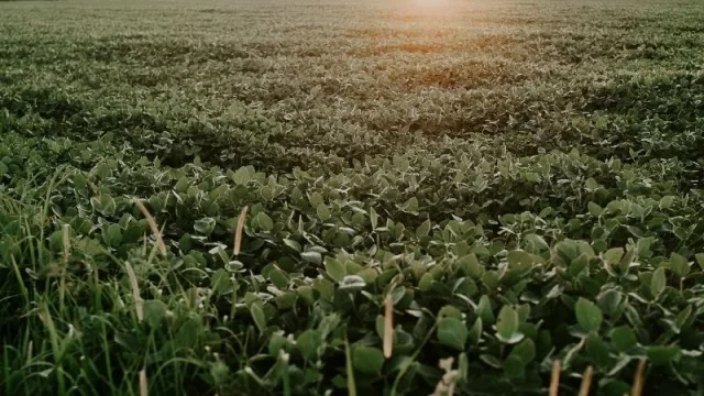 La Bolsa de Comercio del Chaco en conjunto con las Bolsas de Comercio y de Cereales del país rechazan el cierre a las exportaciones de aceite y harina de soja