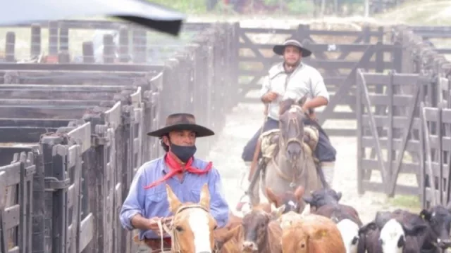 Comienzan los Remates Ganaderos Chaqueños para este 2022