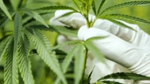 Desarrollan un snack a base de frutos regionales y extracto de cannabis con alto CBD