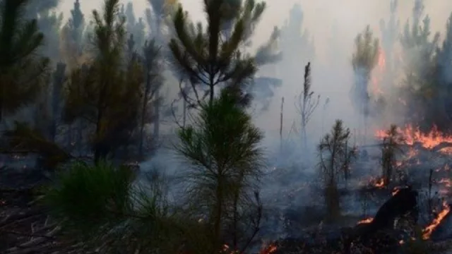Los incendios en Corrientes podrían dejar pérdidas económicas por más de $ 25.000 millones