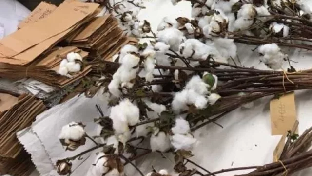 Mejoramiento del cultivo de algodón: buscan desarrollar variedades adaptadas (a través del INTA y Conicet)