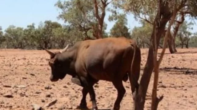 El gobierno se reunió con pequeños y medianos productores chaqueños para tratar la emergencia agropecuaria (avanzaron con soluciones posibles)