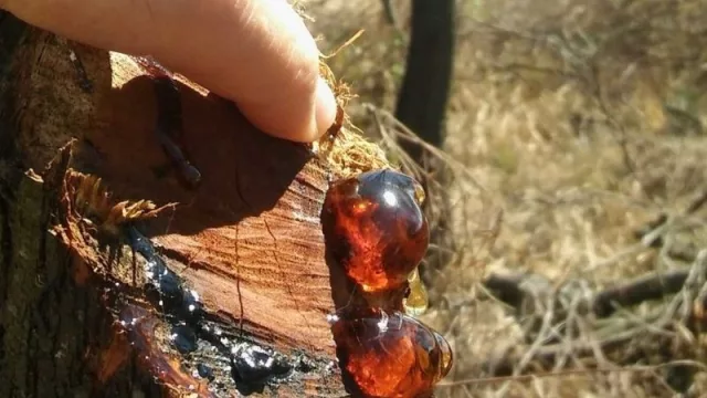 Investigan la goma del algarrobo blanco y su potencial para la industria