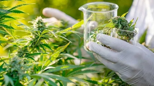 Misio Pharma avanza en la producción de aceite de cannabis y acuerda ensayos con un laboratorio de Suiza