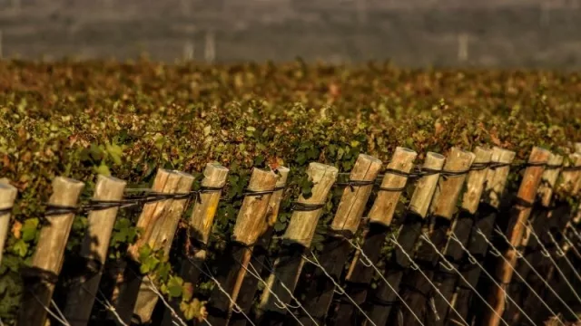 Bodega orgánica certificó todos sus sitios productivos