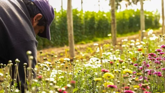 Maipú lanzó un banco de insumos para floricultores (tras invertir $ 2.5 millones)