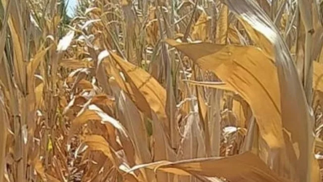 La provincia de Entre Ríos atraviesa la peor sequía de los últimos 60 años