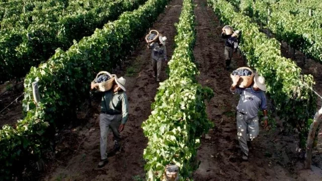 Créditos del Banco Nación a tasa bonificada para productores, bodegueros y cooperativas 