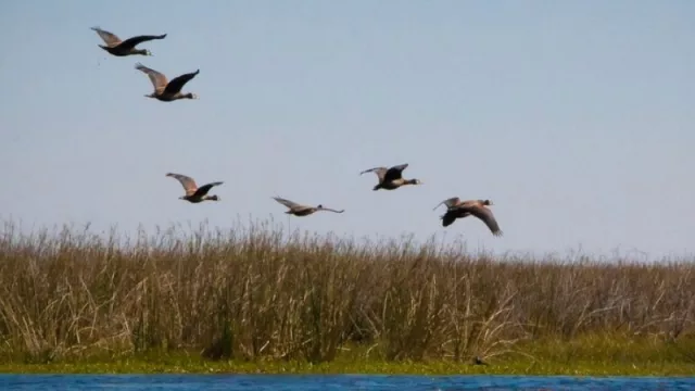 El Iberá se posiciona en el sexto lugar de la lista del “New York Times” como destino a visitar este 2022