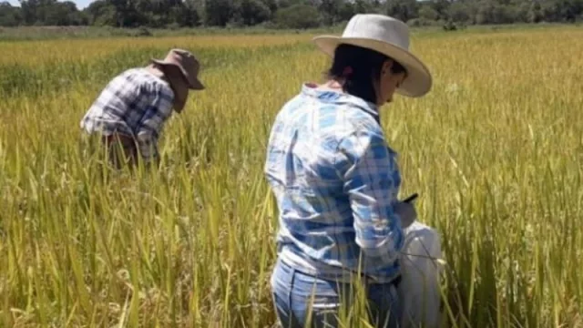 La UNNE entre las universidades con más postulaciones a becas de vocaciones científicas