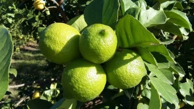 Preocupa el precio de la fruta y la cosecha en la Provincia de Corrientes