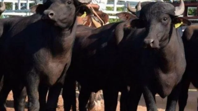 En Caá Catí se celebrará la 5º Fiesta Provincial del Búfalo