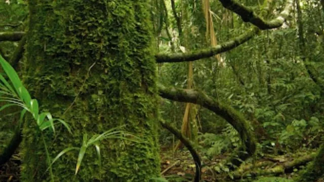 Misiones defiende su decisión de venta de bonos de carbono y aclara que no implica la entrega de patrimonio