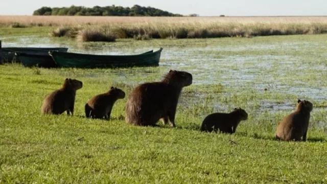Corrientes reafirma su política de cuidado del ambiente y preservación de la fauna como producción de naturaleza