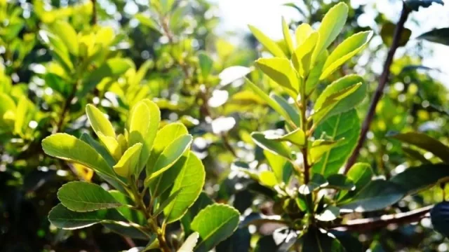 En Misiones aumentó la producción de yerba mate orgánica certificada 