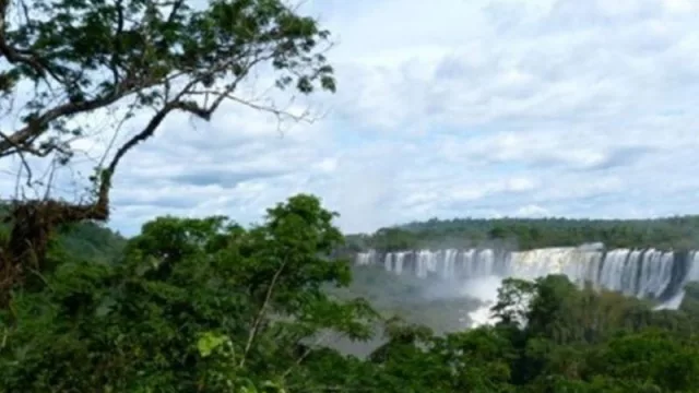 Misiones se convertirá en la primera provincia en operar en el mercado de bonos de carbono