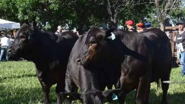 Animales de ganaderos chaqueños galardonados en exposición nacional