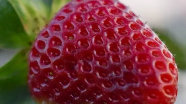 Del 3 al 5 de noviembre, cuarta Expo Frutihortícola del Chaco