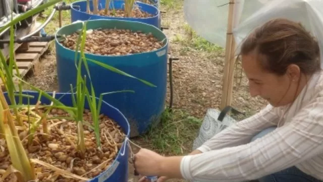 Humedales artificiales: un uso sustentable del recurso hídrico (un diseño de Grupo Chiavassa y la Universidad Nacional del Litoral)