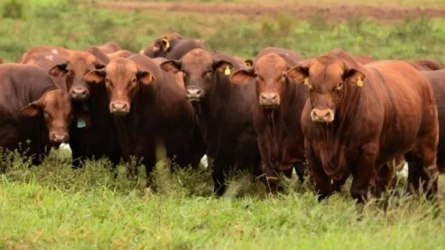 Desde la Sociedad Rural del Chaco celebran la vuelta al diálogo y la reapertura de las exportaciones de vaca conserva y manufactura a China