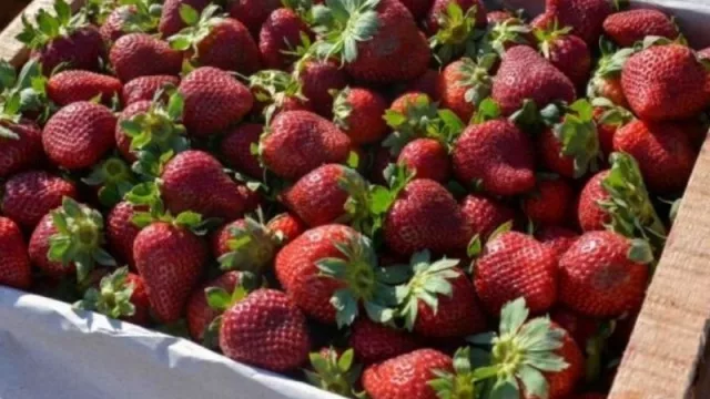 En el Chaco el consumo se puede abastecer localmente mediante el emprendedurismo 