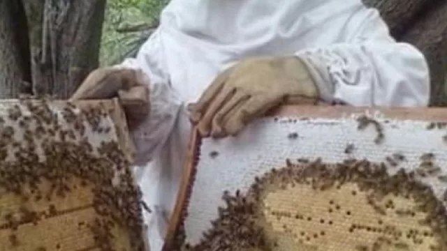 La provincia de Chaco se posiciona en el mundo con la producción de miel orgánica y propóleos 