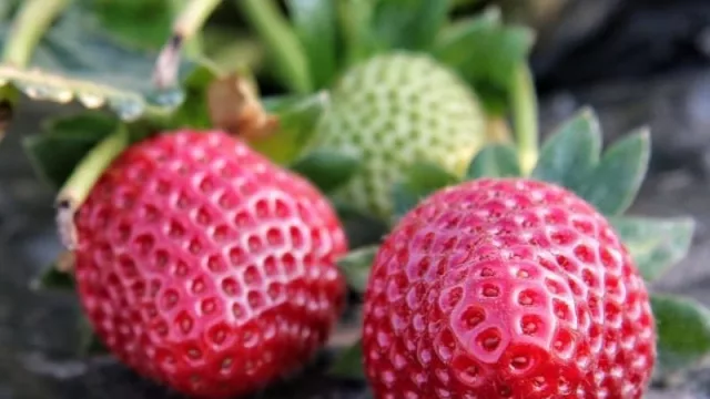 Crece la producción de frutillas en distintas localidades de la provincia de Chaco