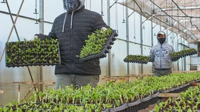 Misiones está próxima a inaugurar una planta de elaboración y envasado de frutas