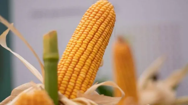 Presentan una nueva variedad de maíz amarillo en Formosa (desarrollada por INTA El Colorado)