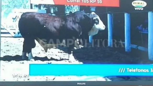 Toro de la cabaña chaqueña “Rincón del Chaco” fue subastado en casi $ 9 millones (dicen… el mejor Braford de mucho tiempo)