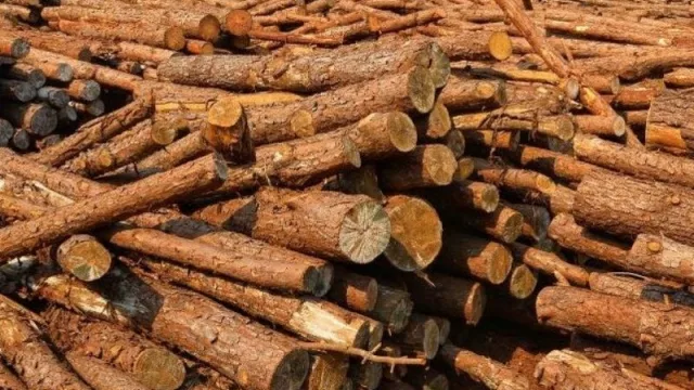 Habilitan créditos de hasta $ 10 millones para pymes foresto industriales correntinas (con patrimonio igual o mayor al 200% del monto solicitado)