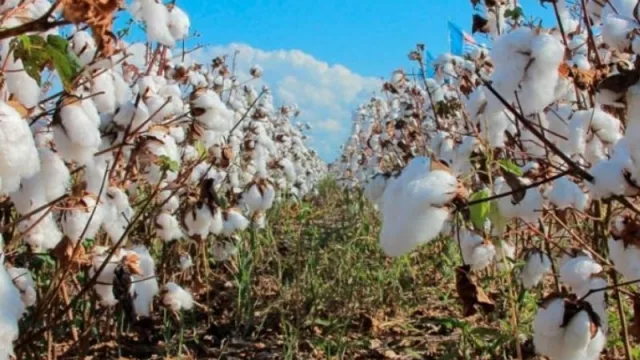 El gobierno de Chaco y la Asociación Argentina de Productores Algodoneros analizan propuestas para resolver la contaminación de semillas por cruzamiento