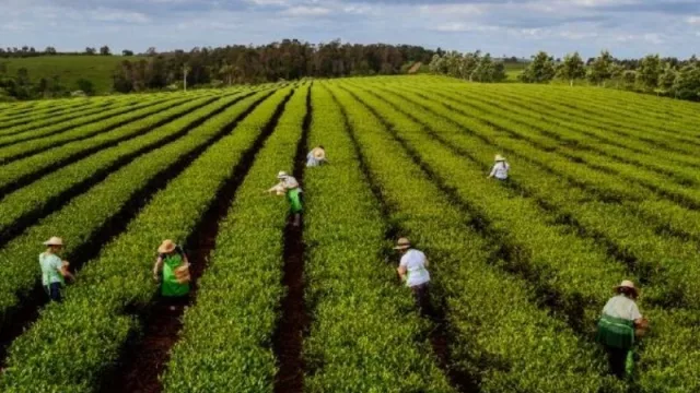 Está mal, pero no tan mal: disminuyó la producción de Té en Misiones (pero sigue ganando mercado internacional)