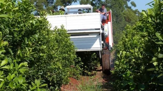 Avanza en Misiones la mecanización en la cosecha de yerba mate (de la mano de Metalúrgica Lory)